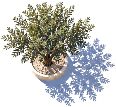 The olive tree from the round table, seen from above in its stone planter, its shadow falling to the right